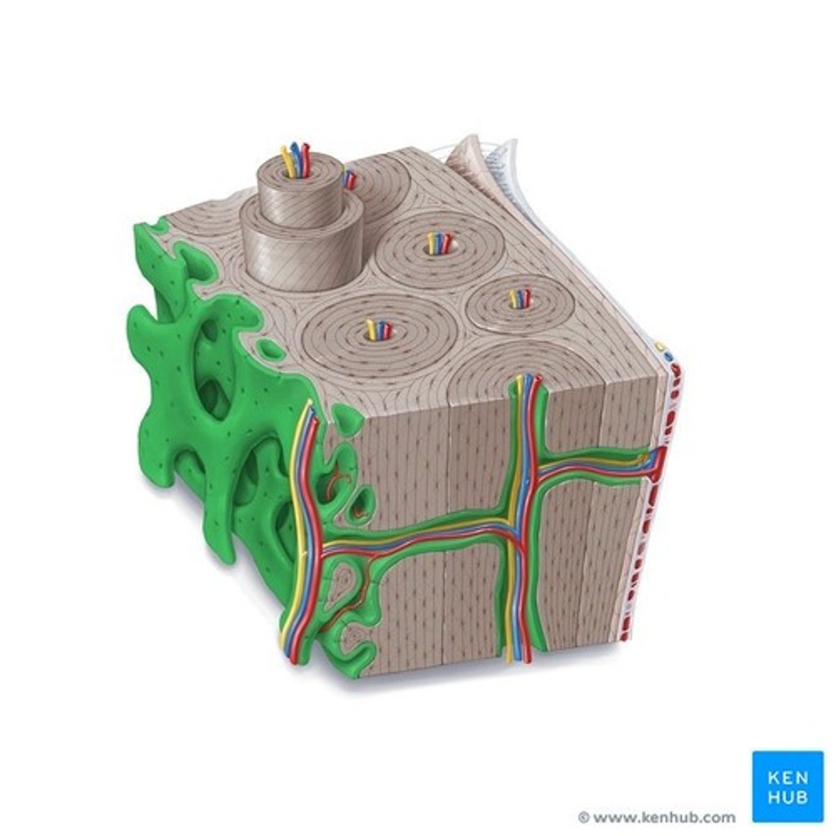 <p>lines the medullary cavity and central canal</p>