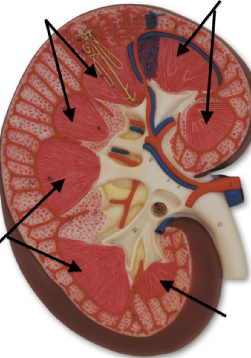 <p>What part of the kidney is this?</p>