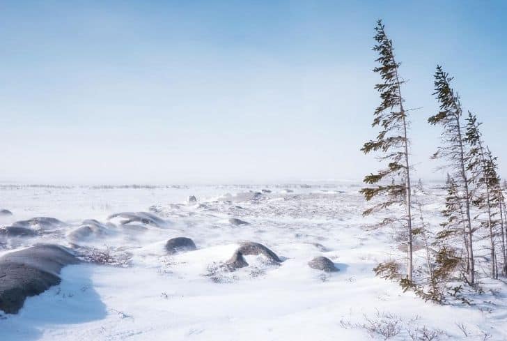 <p>What biome:</p><ul><li><p><span style="color: rgb(0, 0, 0)">Artic and Antarctic regions, about 20% of the Earth’s surface</span></p></li><li><p><span style="color: rgb(0, 0, 0)">Mosses, grasses, shrubs, lichens – permafrost Restricts plant root growth</span></p></li><li><p><span style="color: rgb(0, 0, 0)">Musk oxen, caribou, wolves, fox</span></p></li><li><p><span style="color: rgb(0, 0, 0)">Temperatures -30 to 10°C</span></p></li></ul>