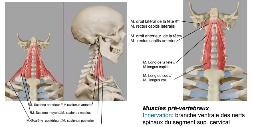 <ul><li><p>muscles scalène antérieur/moyen/postérieur — inclinaison latérale ou en avant de la tête, soulève les cotes pour la respiration</p></li><li><p>Muscles pré-vertebraux — Flexion ventrale de la tête</p></li></ul><p></p>