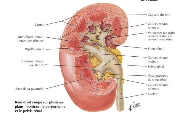 <ul><li><p>parenchyme rénal = + homogène</p></li><li><p>corticale : → pyramides de Ferrein irradient de la base de la pyramide de Malpighi → surface du rein → labyrinthe de Ludwig = tissus séparant pyramides de Ferrein → colonnes de Bertin = prolongement de la corticale par le labyrinthe de Ludwig, entre les pyramides de Malpighi → sinus du rein</p></li></ul>