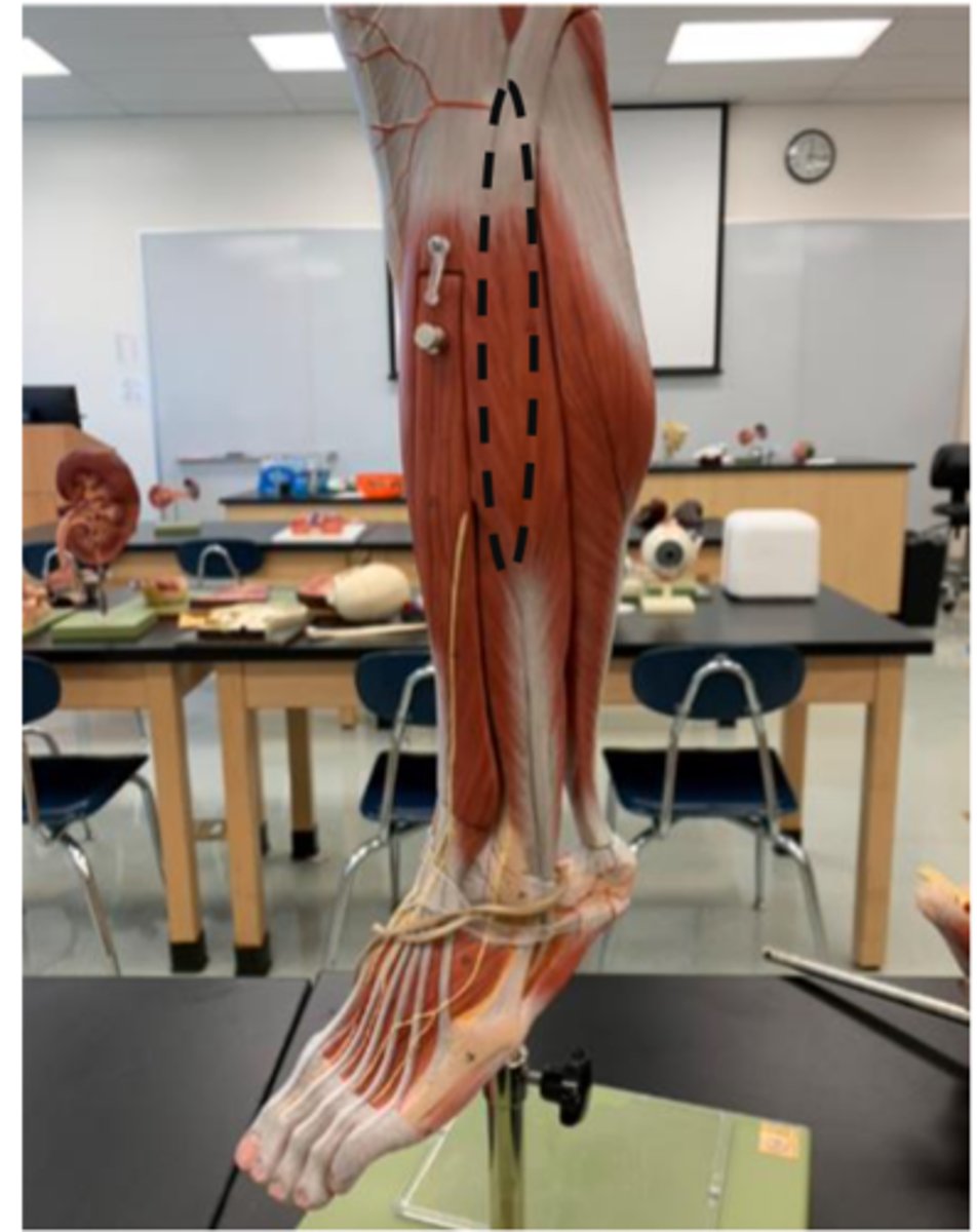 <p>lateral side (next to extensor digitorum longus)</p>