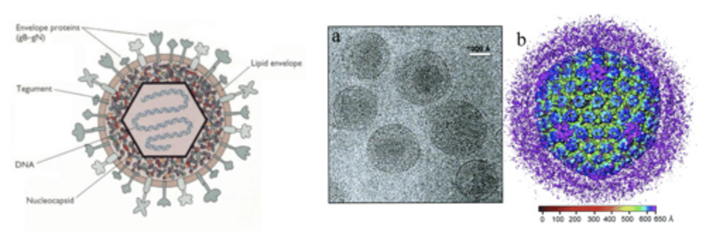 <p>What are the 2 sexually transmitted types of HSV?</p>