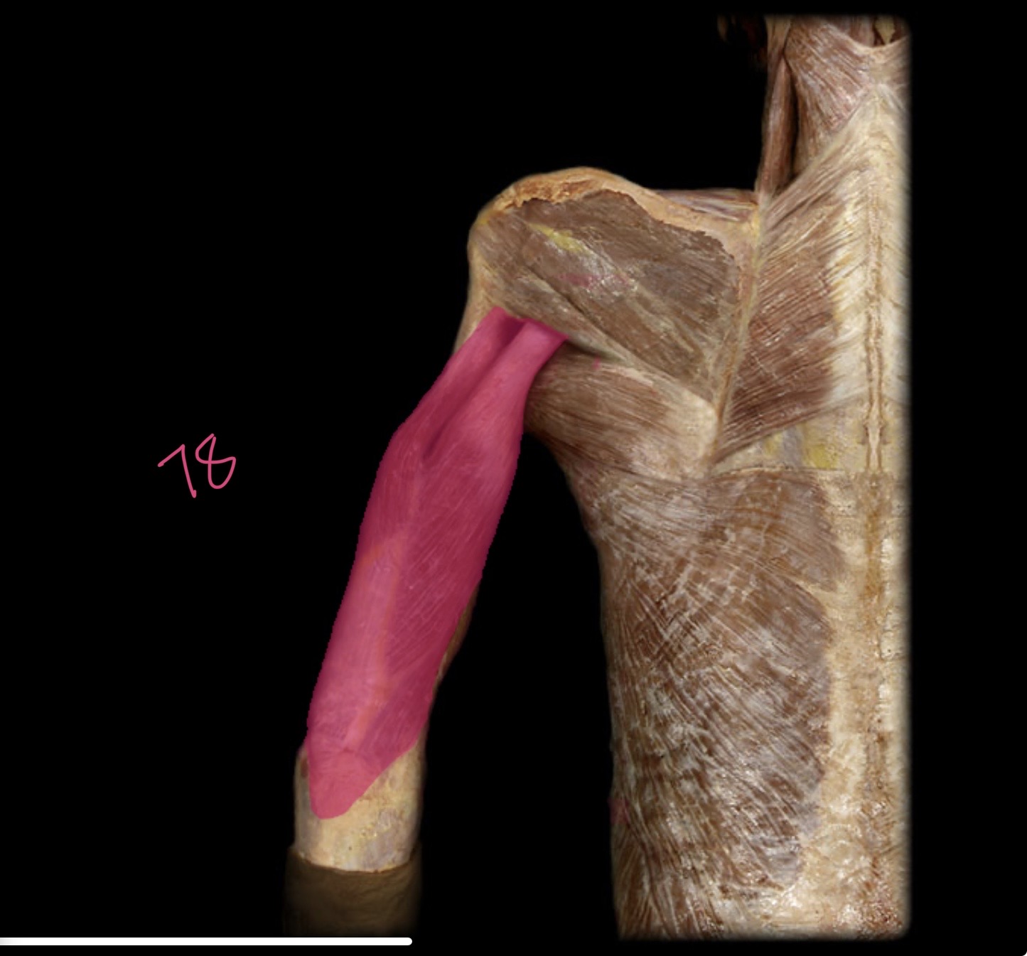 <p>Triceps brachii</p>