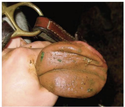 <p>Cranial Nerve - <strong>Hypoglossal</strong></p><ul><li><p>Related to difficulty eating and drinking and not pulling tongue back when pulled</p></li><li><p>Function: motor to tongue</p></li><li><p>Assessment: tongue stretch and symmetry, lesions cause atrophy and paralysis</p></li></ul><p></p>