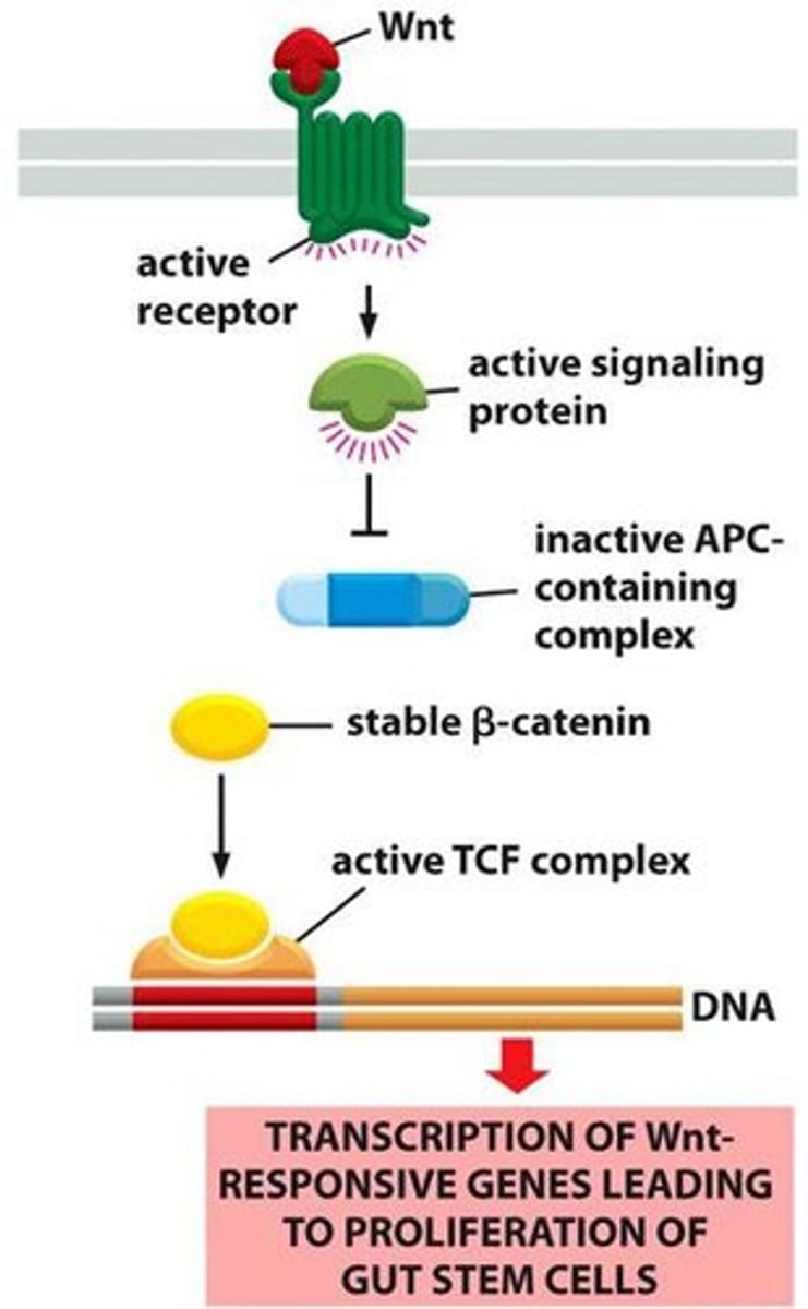 <p>The Wnt signaling pathway must be active to maintain stem cell fate, as shown in patients with familial colon cancer.</p>