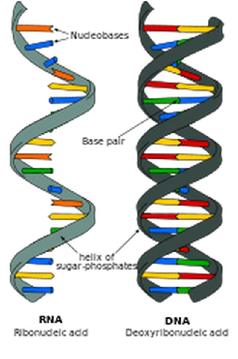 <p>a long chain of smaller molecules called nucleotides; DNA and RNA</p>
