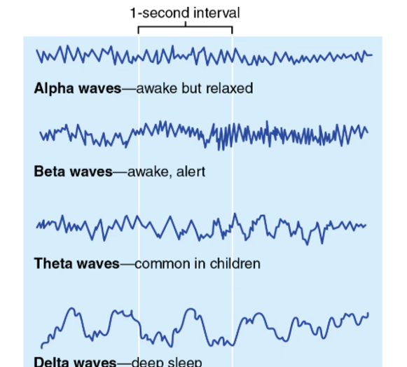 <p><span>Alpha Waves </span>represent</p>
