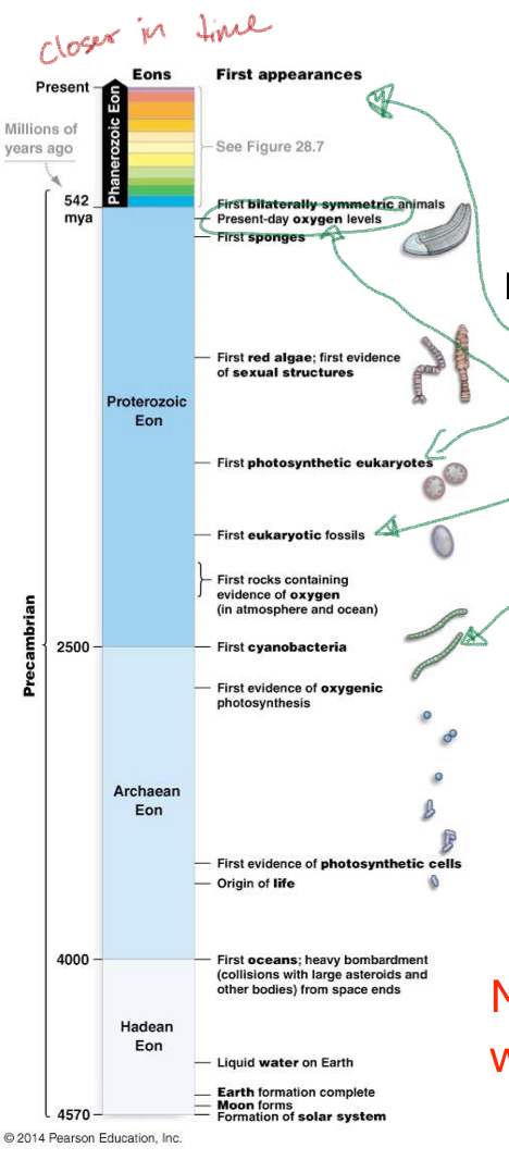 <p>Precambrian</p><ol><li><p>Origin of life</p></li><li><p>Origin of photosynthesis (&amp;O2 production)</p></li><li><p>Origin of eukaryotes</p></li><li><p>Origin of multicellular animals</p></li></ol><ul><li><p>Phanerozoic Eon —&gt; Proterozoic Eon —&gt; Archaean Eon —&gt; Haden Eon</p></li></ul><p></p>