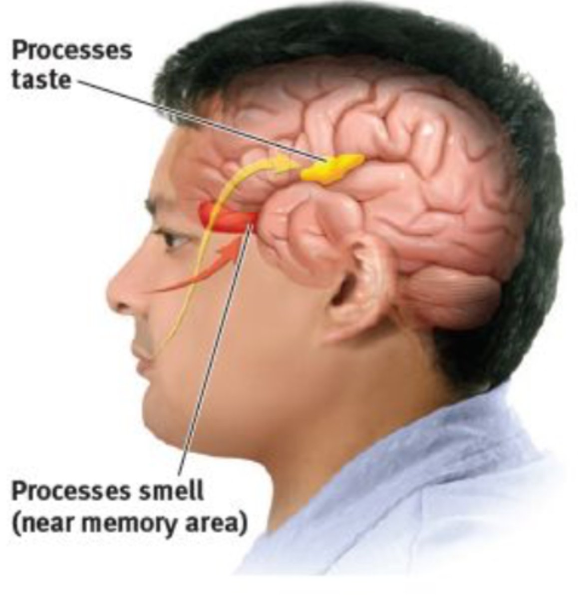 <p>Loss of taste buds</p><p>Changes result in large amount of salt/sugar in food</p><p>Dental health important—semiannual dental visits</p><p>Loss of teeth, caries, periodontitis, gingivitis</p><p>Decreased acuity of olfactory nerve</p><p>Food safety issues with loss of smell</p>