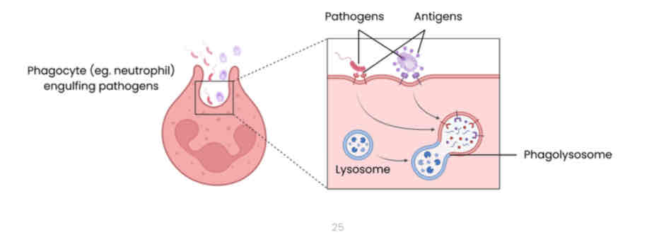 <ul><li><p>Phagocytosis leads to presentation of antigens where antigens are displayed on the phagocyte cell-surface membrane, stimulating the specific immune response (cellular and humoral response).</p></li></ul>