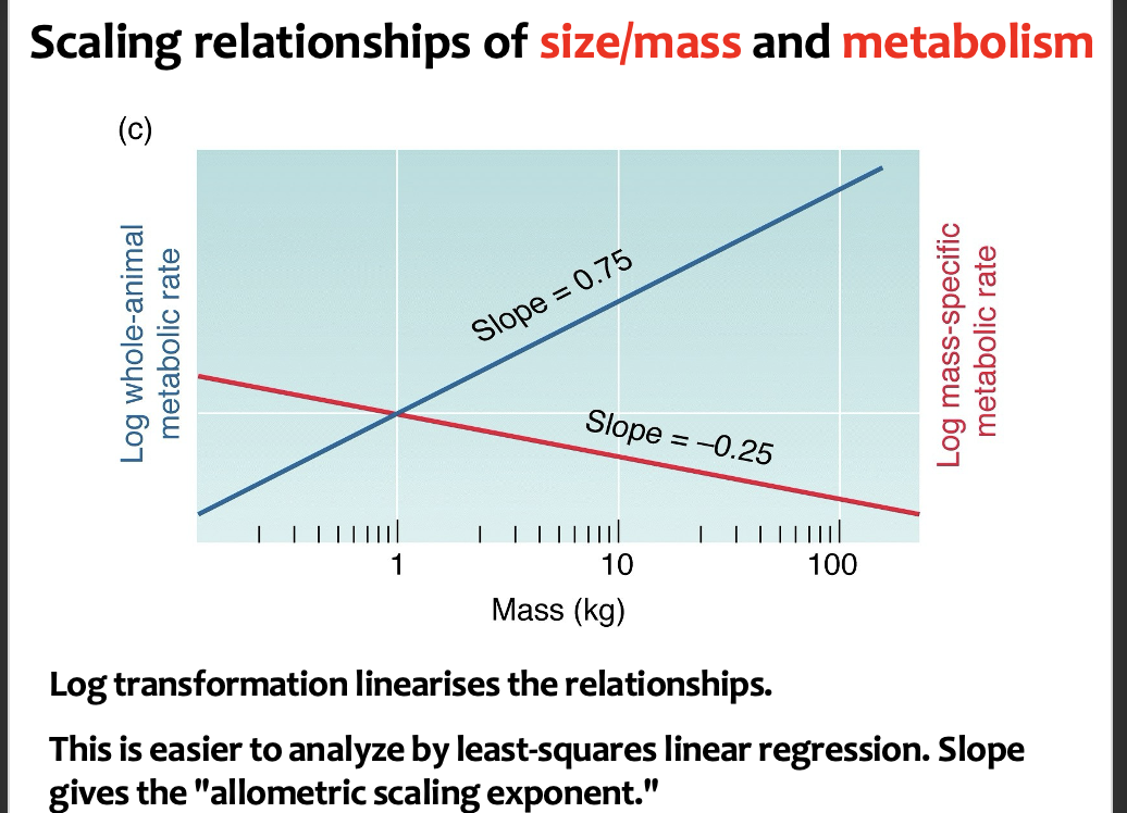 <ul><li><p>the amount of energy used by animals per unit mass decreases with body size - per gram, a shrew uses a lot more energy than an elephant</p></li></ul><p></p>