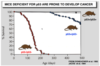 <ul><li><p><span style="background-color: transparent;">(+/+) = 2 copies of the gene (wild type)&nbsp;</span></p></li><li><p><span style="background-color: transparent;">(+/-) = 1 copy of the gene&nbsp;</span></p></li><li><p><span style="background-color: transparent;">(-/-) = no copies of the gene&nbsp;</span></p></li></ul><ul><li><p><span style="background-color: transparent;">Discovered&nbsp; ≈ 38 years ago (40 years ago ish)&nbsp;</span></p></li><li><p><span style="background-color: transparent;">Discovered as a cancer protein&nbsp;</span></p><ul><li><p><span style="background-color: transparent;">screens all cancers and found that in 80% of cancers p53 was elevated</span></p></li><li><p><span style="background-color: transparent;">When proteins cause cancer we refer to it as oncogene/oncoprotein&nbsp;</span></p></li><li><p><span style="background-color: transparent;">Scientist then tested this on animals and made a knockout aniaml… with the assumptions that without p53 the animal wouldn't get cancer because at this point with elevated p53 levels in 80% of cancers it was assumed p53 causes cancer…mice with (+/+) lived for about 500 days which is normal given mice only live to 2-3 years…but without p53 (-/-) scientist found that the animals died faster/quicker…&nbsp;</span></p></li></ul></li><li><p><span style="background-color: transparent;">showed p53 is not an oncogene and that is a tumour suppressor…if you knock its out 100% die quicker and they get cancer everywhere and they die from cancer NOT WITH cancer</span></p></li></ul><p></p>