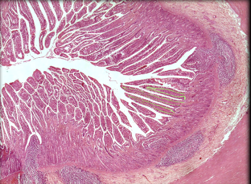 knowt flashcard image