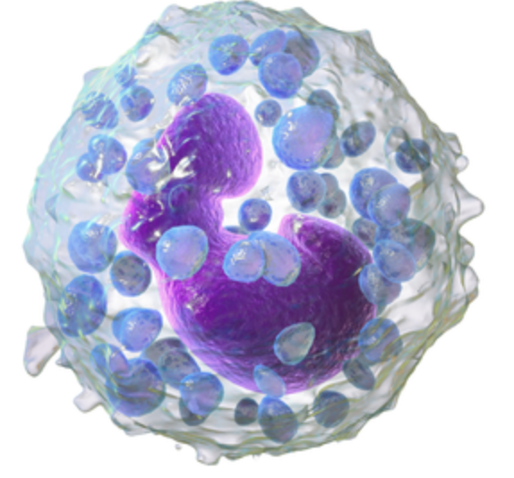 <p>what is the function of the basophils? (part of leukocytes)</p>