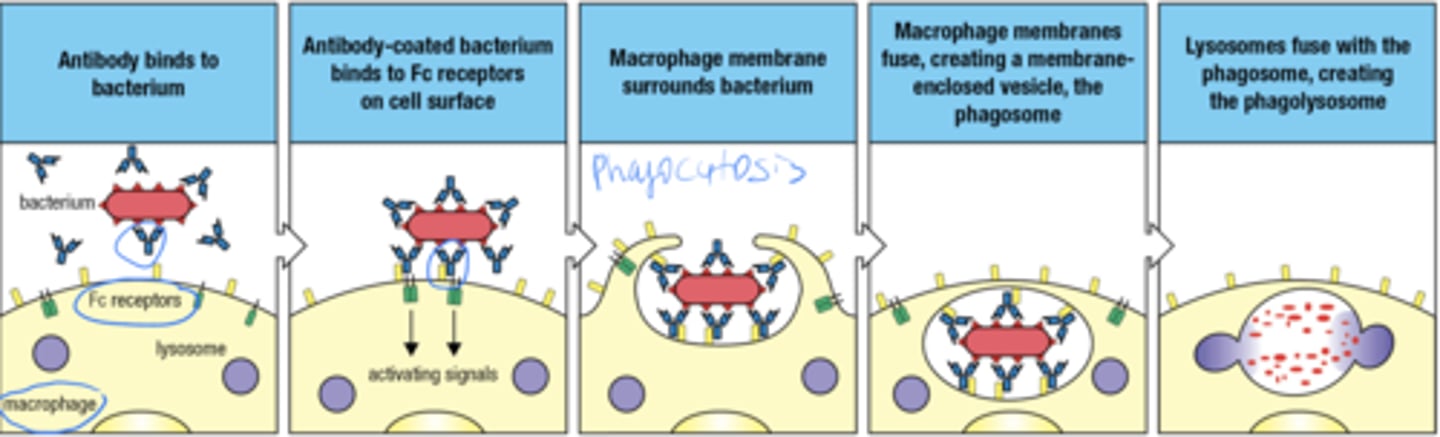 <p>- ab binds to bacterium</p><p>- Ab coated bacterium binds to Fc receptors on surface</p><p>- macrophage membrane surrounds bacterium (phagocytosis)</p><p>- macrophage membranes fuse, forming the phagosome</p><p>- lysosomes fuse with phagosome forming phagolysosome</p>