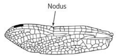 <p>Name what kind of wing this is and and example of the order it is found in</p>
