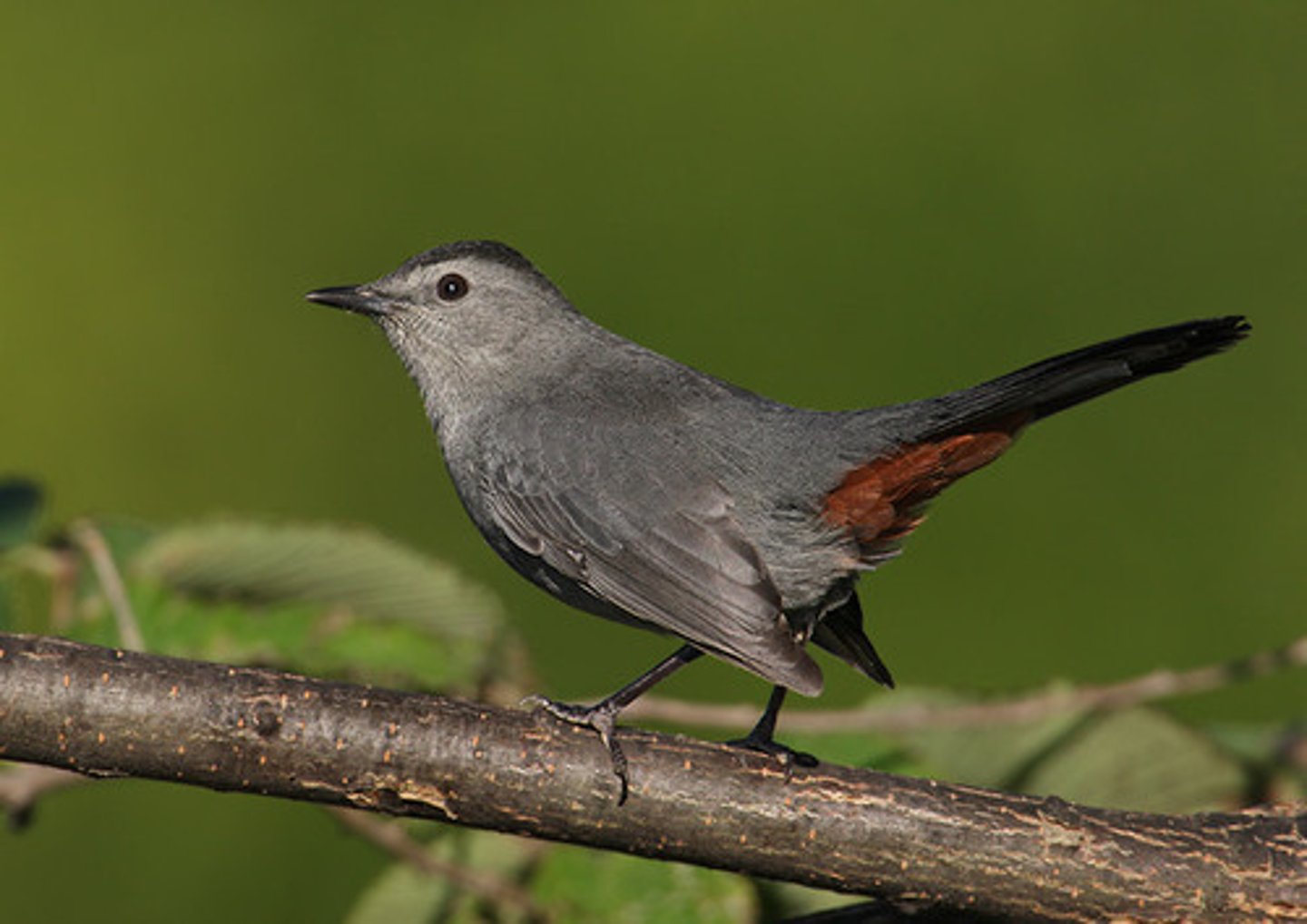 <p>Dumetella carolinensis</p>