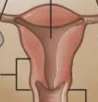 <p>A thick-walled muscular, hollow, pear-shaped organ for nurturing embryo. Opening in cervix lead to vagina. </p>