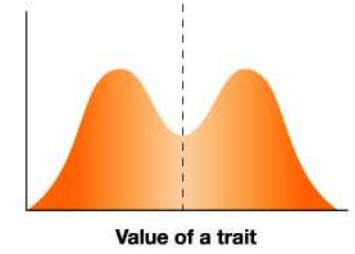 <p>both phenotypic extremes have highest fitness</p>