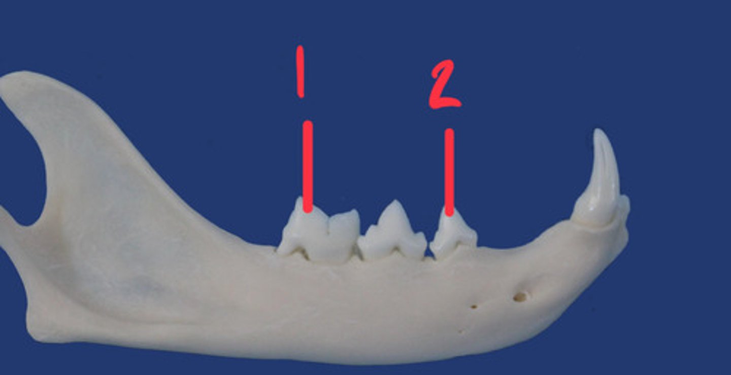 <p>What is the number according to the triadan system for 1? How many roots does it have and what animal is this?</p>