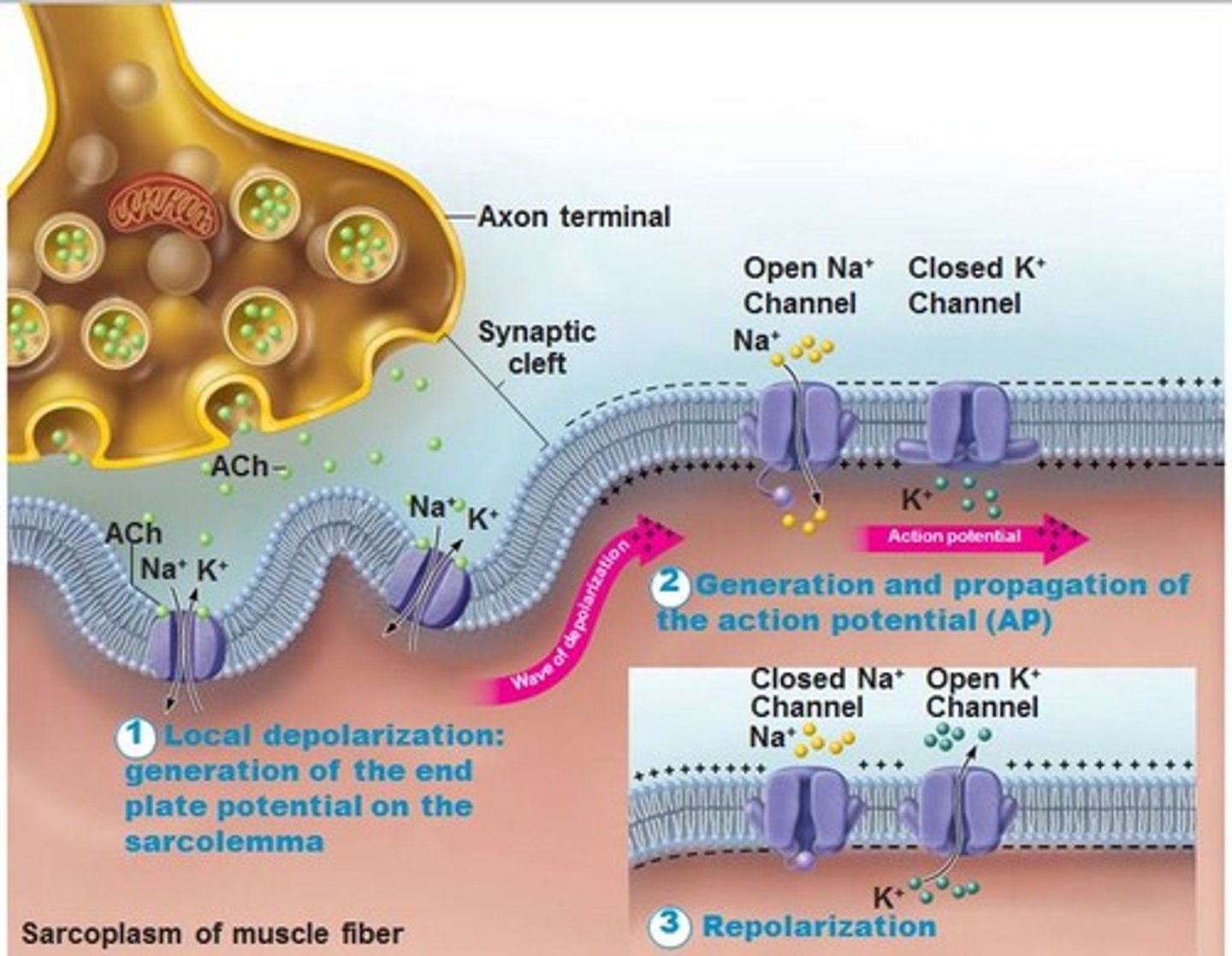 <p>Action potential- highest charge</p>