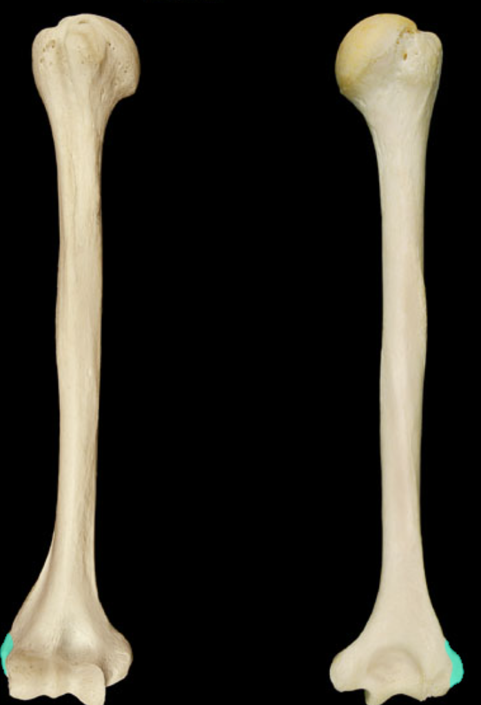 <p>Provide attachment for hand extensor muscles (lateral projection near elbow)</p>