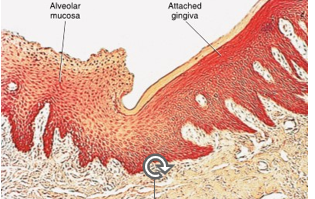 <ul><li><p>can be seen as a diving zone between keratinized attached gingival tissue and nonkeratinized alveolar mucosa and thus between a masticatory mucosa and a lining mucosa </p></li><li><p>junction between a tissue with thick epithelial layer in the pinkish attached gingiva and a tissue with a thin epithelial layer in the redder alveolar mucosa, even though both tissue types have a similar extensive vascular supply</p></li></ul><p></p>