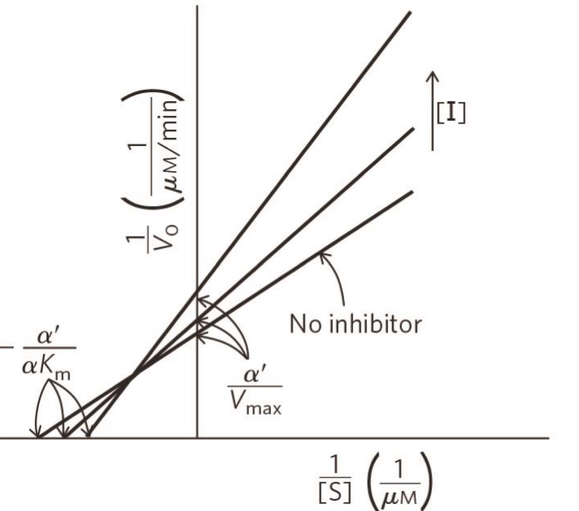 <p>what type of inhibition</p>