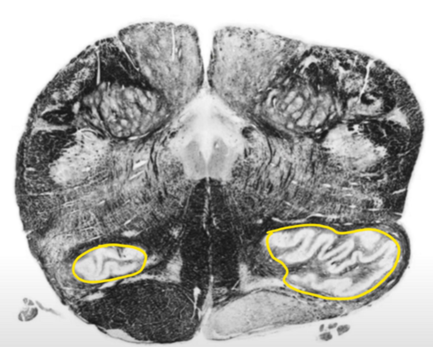 <p>ID the structure</p>