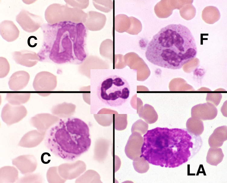 * Variable density of purple granules


* Large animals typically contain abundant, dark granules
* Dogs have sparser granules
* Cats have paler granules

  Similar response patterns as eosinophils