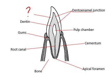 <p>Mesial/Distal view</p>