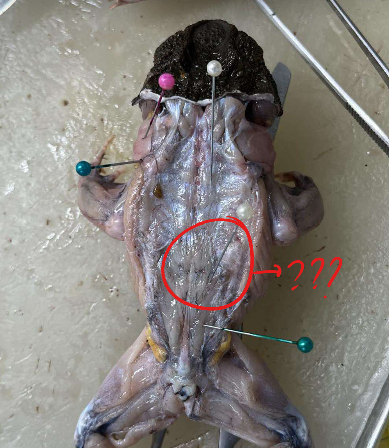 <p>a narrow muscle located posteriorly to the longissimus dorsi and extends posterior in oblique postion</p>