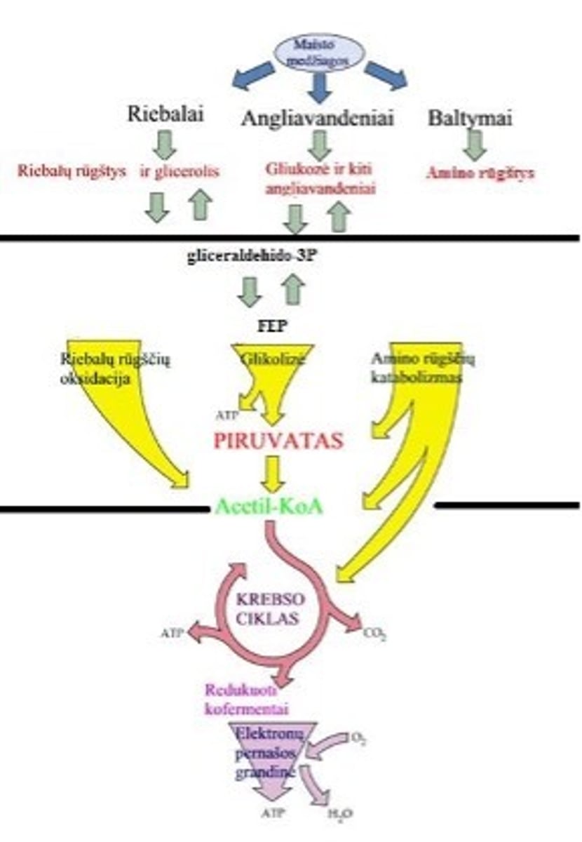 <p>I stadija – makromolekulės - baltymai, riebalai ir angliavandeniai (polisacharidai) - skaidomos iki jų sudedamųjų dalių -monomerų</p><p>II stadija – makromolekulių sudedamosios dalys (monomerai) sueina į bendrus produktus - į piruvatą ir į acetil-KoA. </p><p>Šitų reakcijų metu išskiriama maždaug 1/3 organizmo pagaminamos energijos.</p><p>III stadija - bendras produktas acetil-KoA yra oksiduojamas (katabolizuojamas) Krebso cikle, kuris teikia redukcinius ekvivalentus (vandenilius) audinių kvėpavimo grandinei ir ATP sintezei. Trečiosios stadijos reakcijos vyksta mitochondrijose ir jų metu yra atlaisvinama 2/3 viso energijos kiekio.</p>