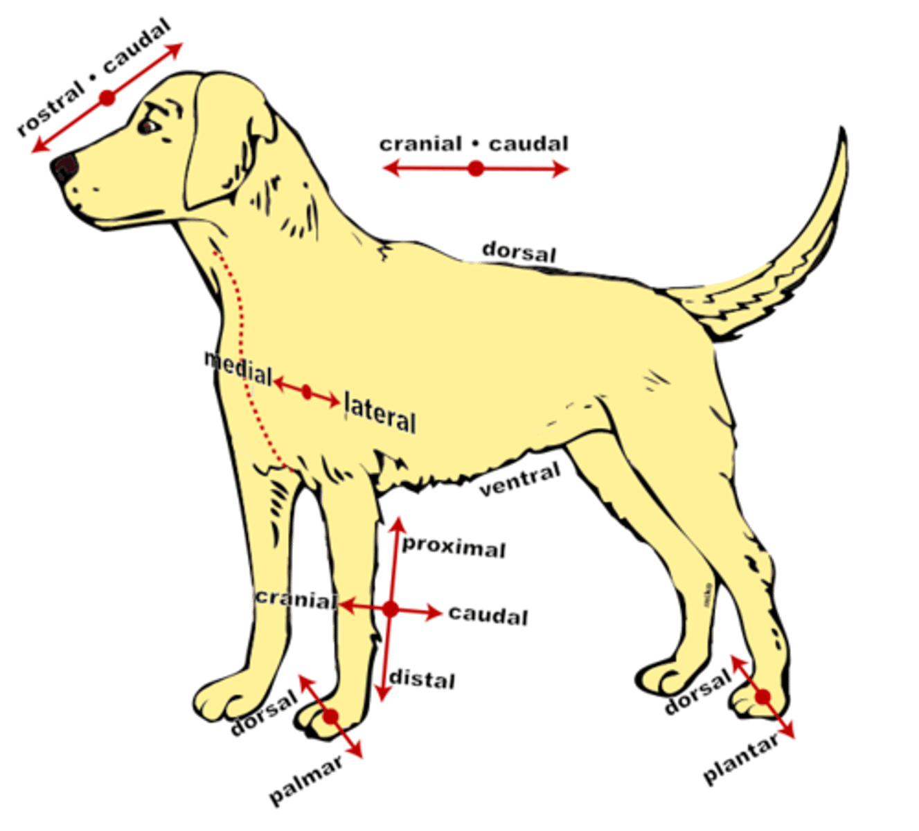 <p>Closer to the origin of the body part or the point of attachment of a limb to the body trunk</p>