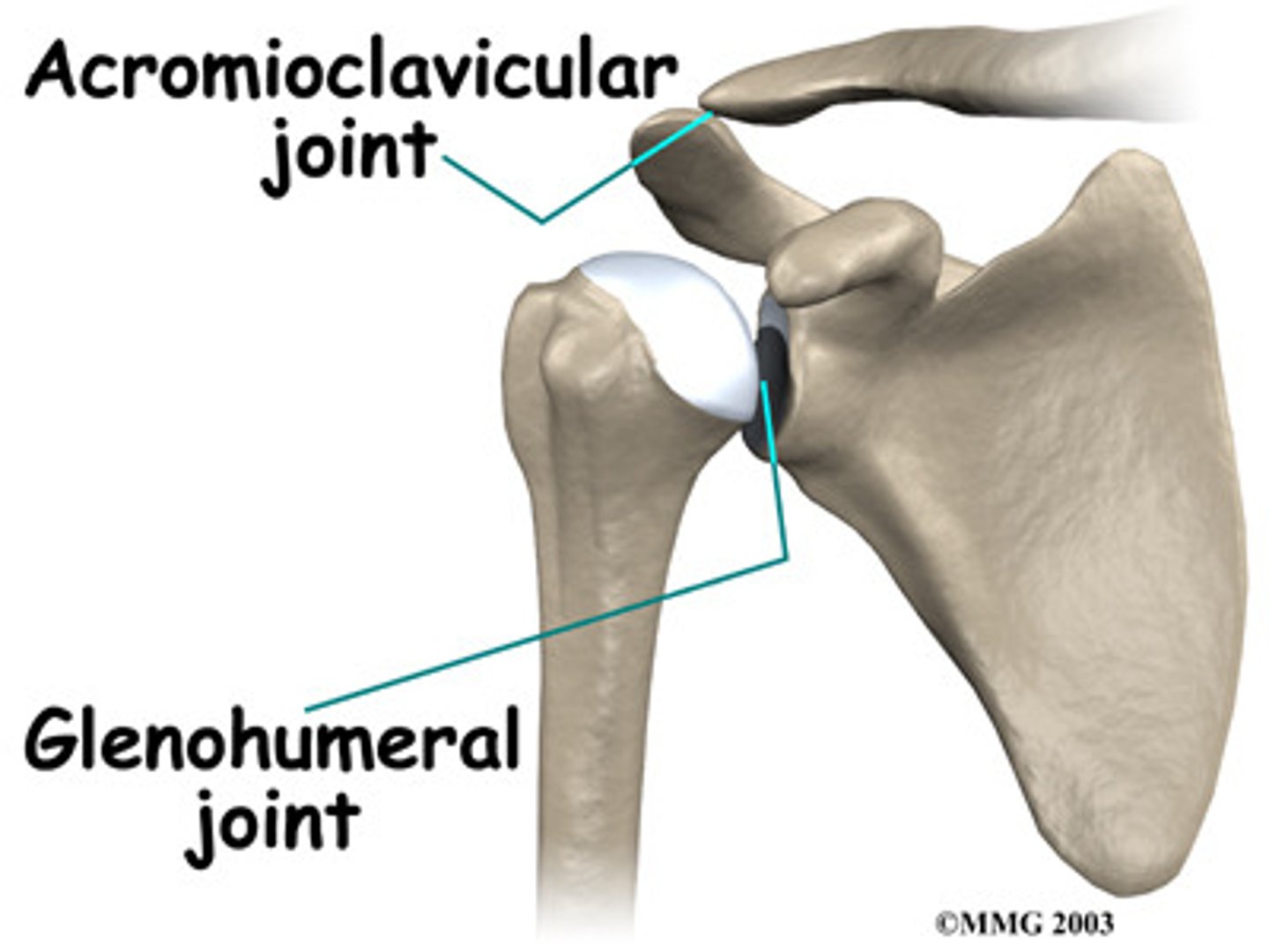 <p>Articulation between the glenoid cavity in the scapula and the head of the humerus</p>