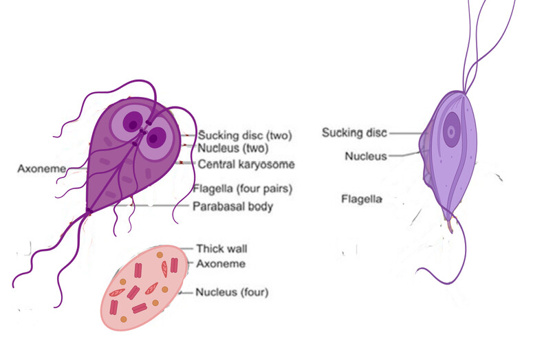 <p><em>Giardia lamblia </em>in itâs trophozoite form has __ nuclei.</p>