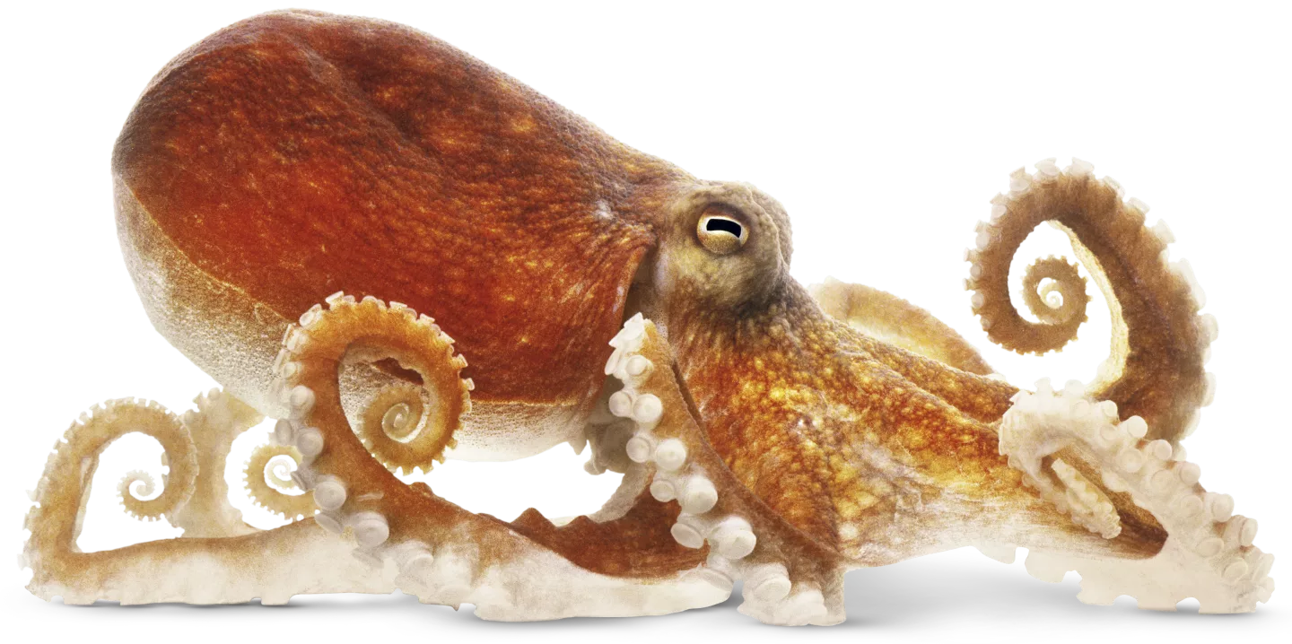 Squid; Phylum Mollusca; Class Cephalopoda