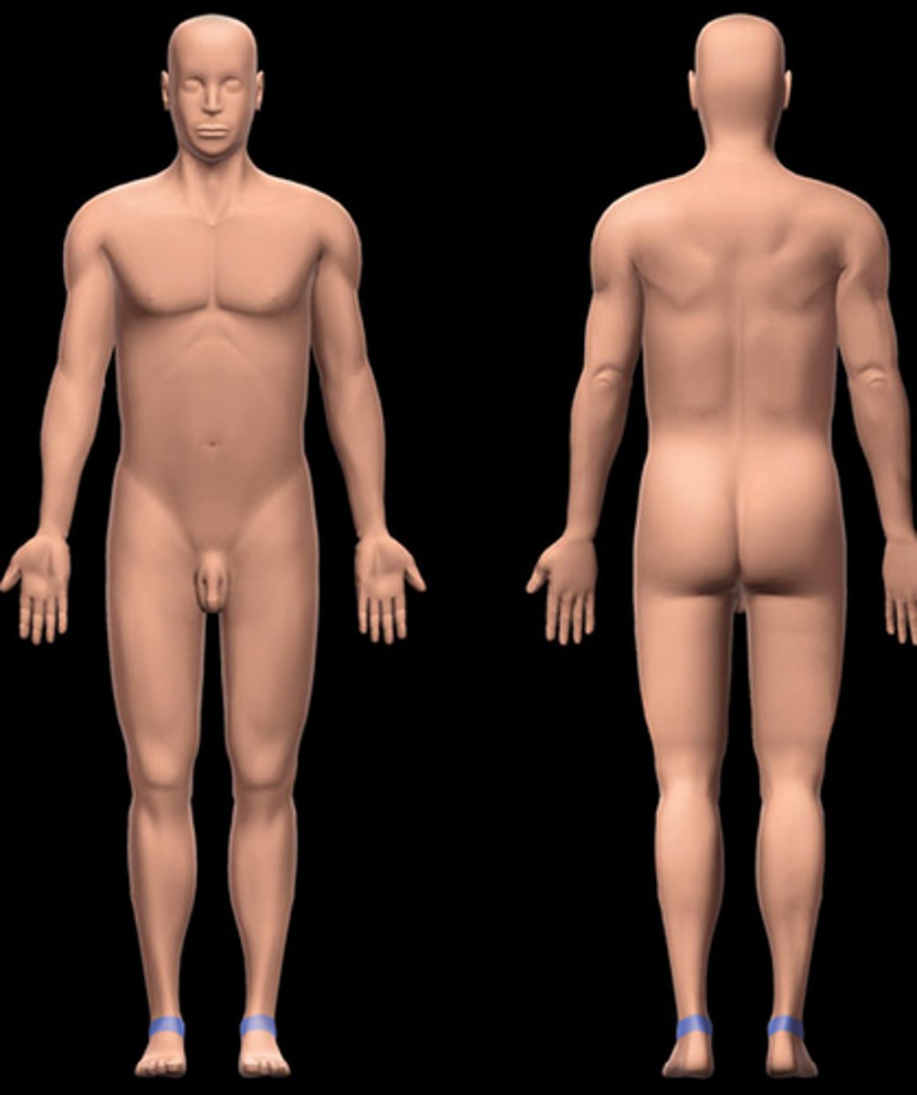 <p>ankle region</p>