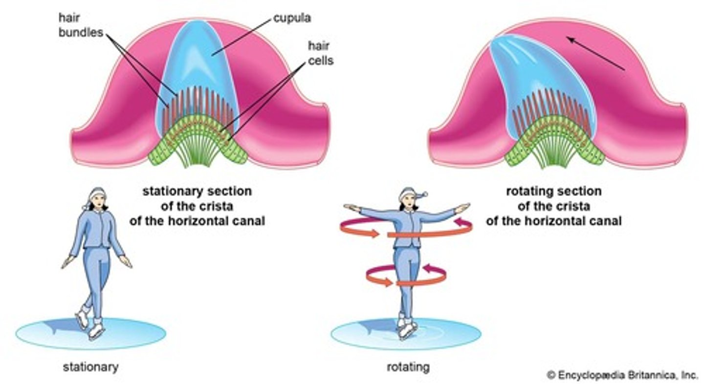 <p>Endolymph fluid in the semicircular canals have rotational motion</p>