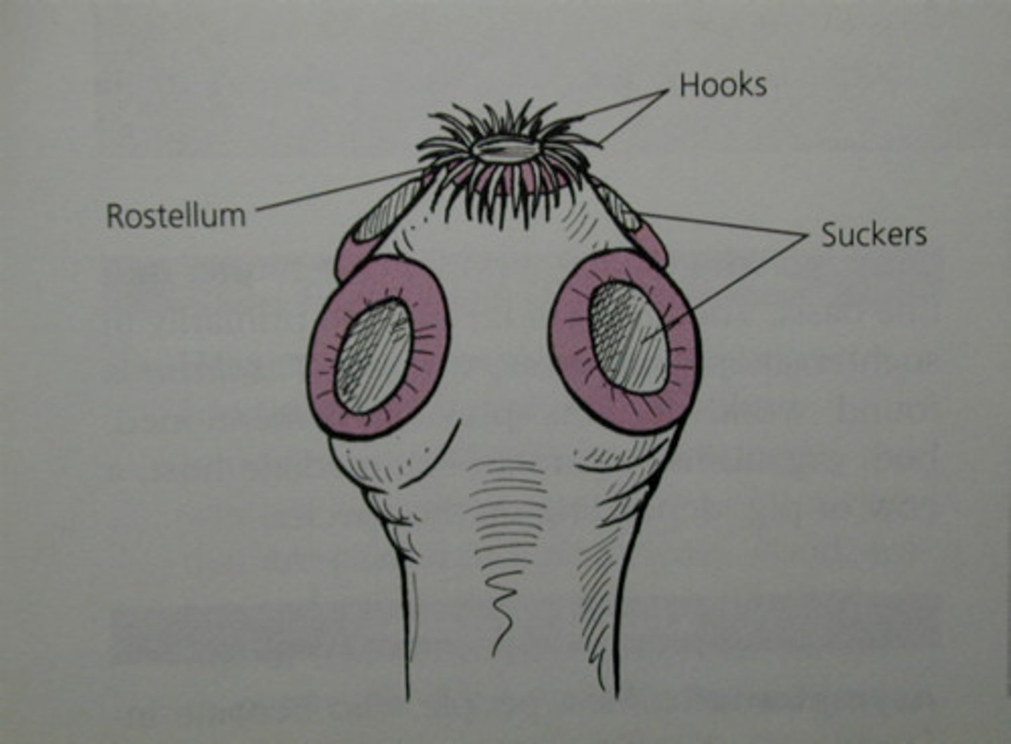<p>- Anterior region with modifications for attachment to intestinal wall of host found in cestodes</p>