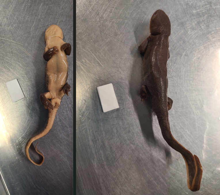 <p>Scientific name and diagnostic features</p>