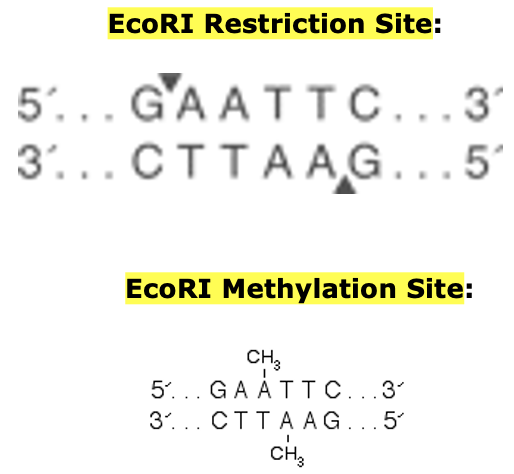 <ol><li><p>restriction enzyme: codes for endonuclease, cuts small segments of viral DNA when recognized</p></li><li><p>modification enzyme: attaches methyl group to DNA flagged by restriction and will not be recognized later on, protecting cell’s own DNA</p></li></ol>