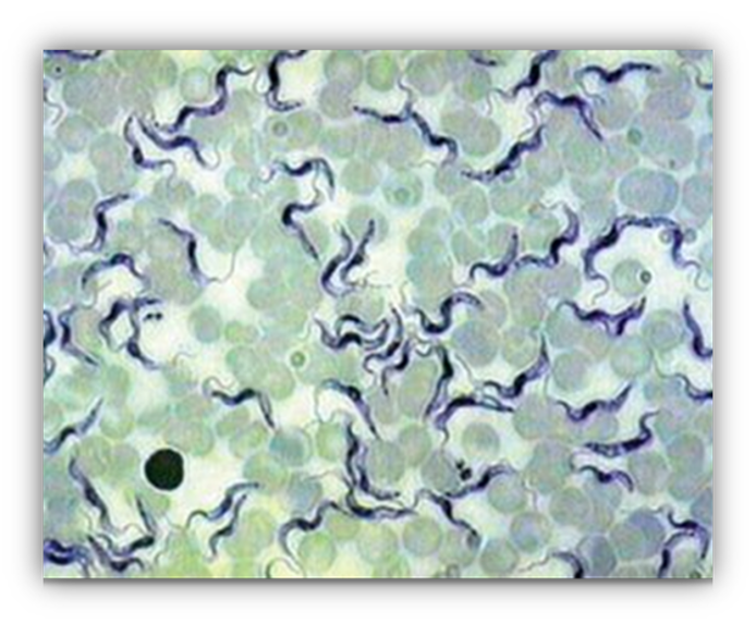 <p>humans and occasionally canines I. host reduviid bug peripheral blood direct blood smear diagnosis hemoprotazoan swims within the blood</p>