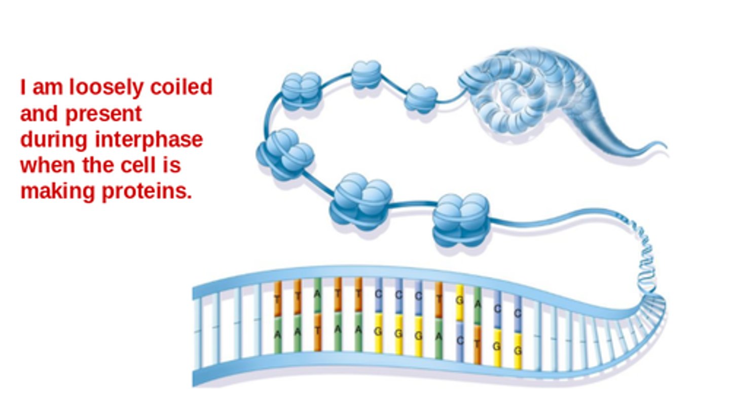<p>Loosely coiled threadlike DNA that is present when the cell is busy making proteins and is not yet dividing.</p>
