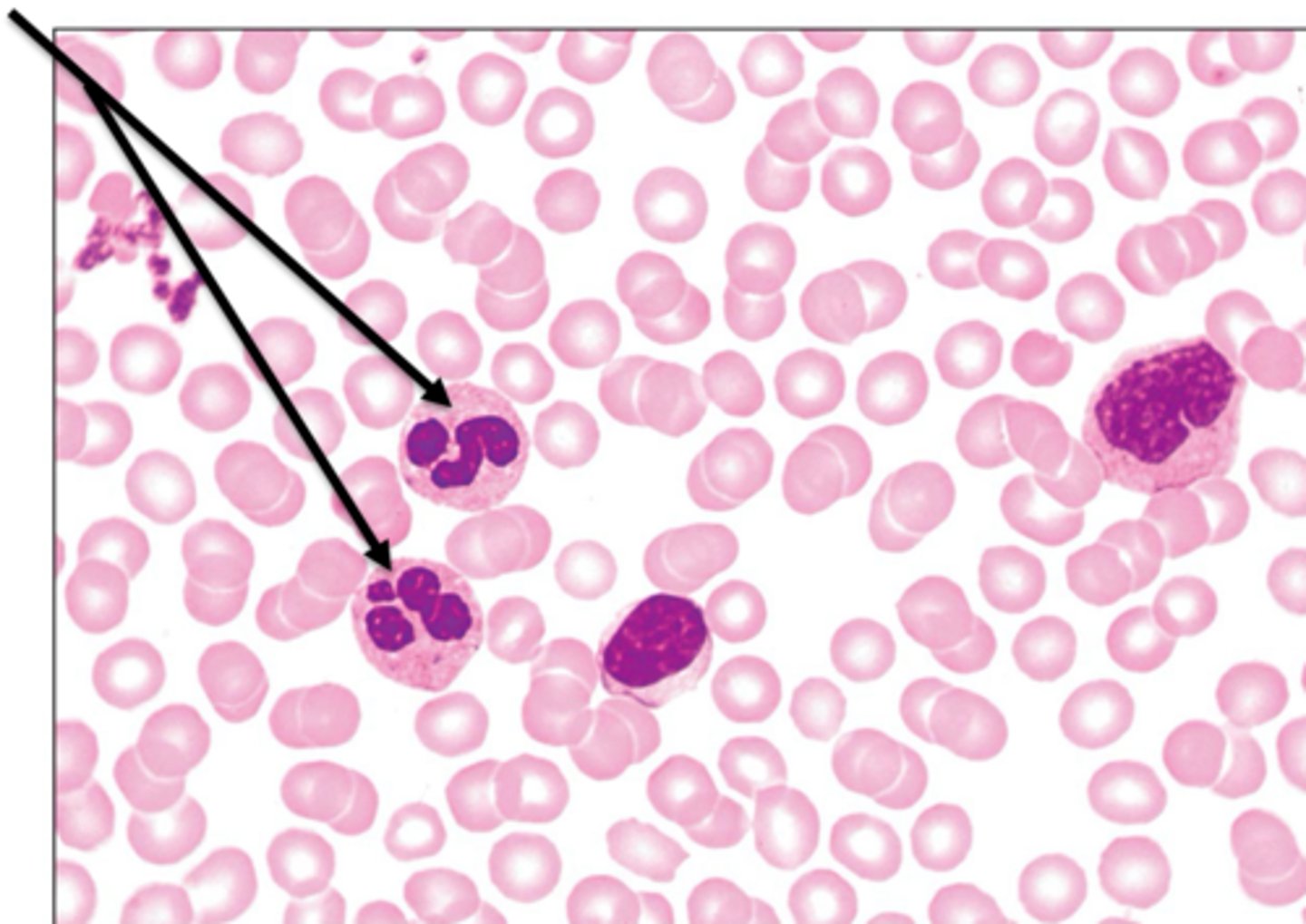 <p>most abundant type of leukocyte AKA WBC, phagocytose bacteria, and have multi-lobed nucli</p>