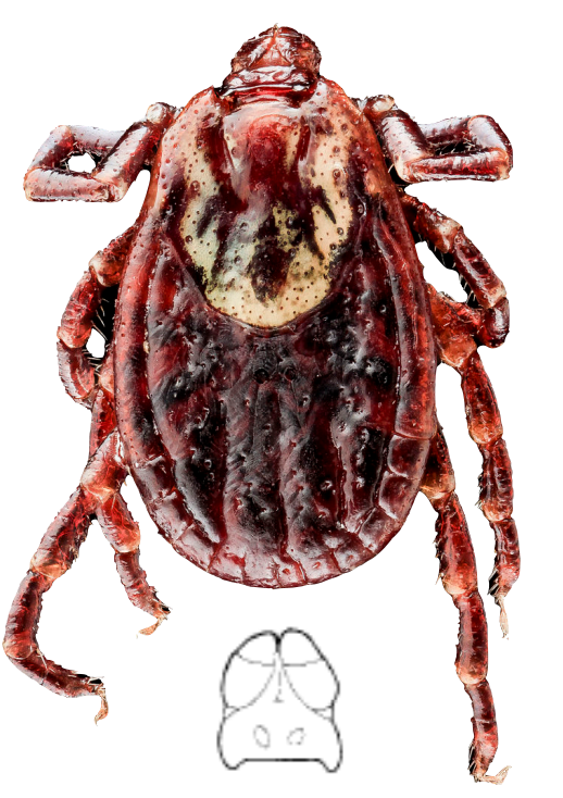 Diseases transmitted by this insect