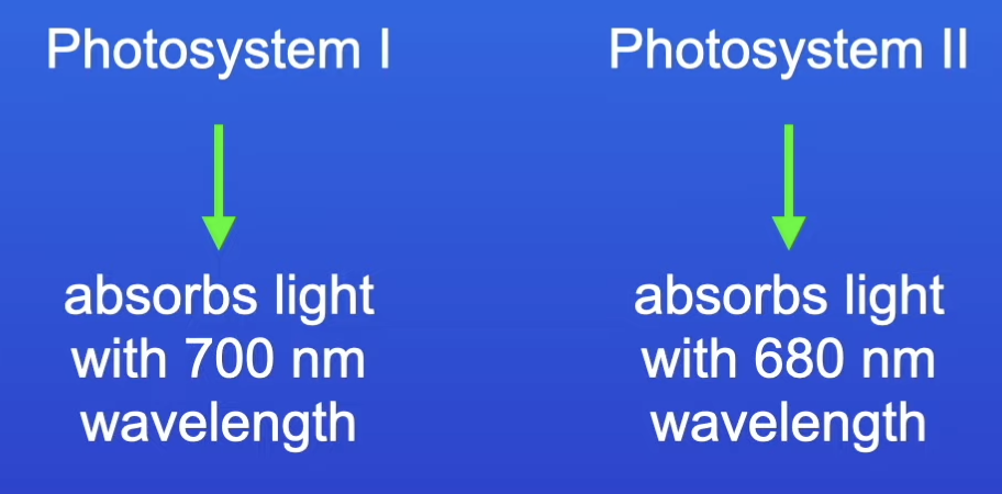 <ul><li><p>photosystem II - 700 nm (chlorophyll p700)</p></li><li><p>photosystem I - 680 nm (chlorophyll p680) </p></li></ul><p></p>