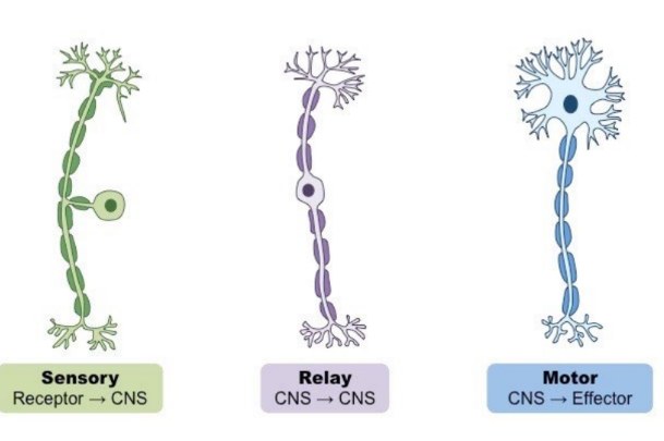 * **Sensory neurons -** Transmit information from sensory receptors to central nervous system (CNS) 
* **Relay neurons (interneurons)** - Transmit information within the CNS as part of the decision-making process 
* **Motor neurons** transmit information from CNS to effectors (muscles / glands) to initiate response