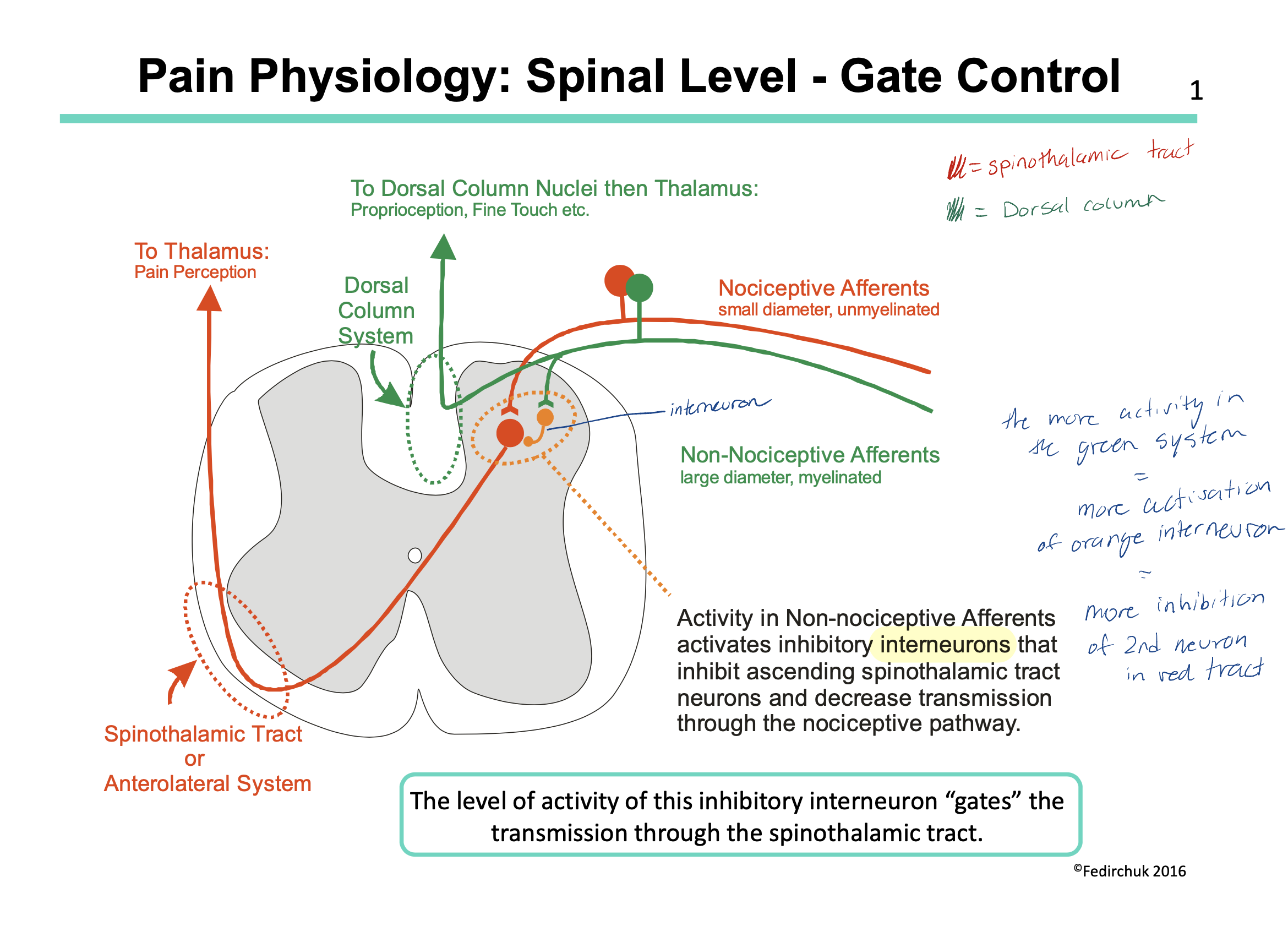 <p>we have 2 types of afferent nerves entering our dorsal column: nociceptive afferent and NON-nociceptive afferent </p><ul><li><p>the nociceptive afferent id the pain pathway we have been talking about this whole lecture (LOL) and work via the spinothalamic tract</p></li><li><p>the non-nociceptive afferent have interneurons that work via the dorsal column tract BUT also have inhibitory interneurons. These interneurons inhibit the spinothalamic pathway (aka they inhibit the pathway of pain) </p></li></ul><p></p><p>in theory then, if we increase the amount of sensory input in our non-nociceptive afferents, we will increase the amount of interneurons = increase the inhibitory effect = decrease the amount of pain felt </p><ul><li><p>this is actually how things like acupuncture, <span>transcutaneous electrical nerve stimulation and clinical massage therapy work </span></p></li></ul>